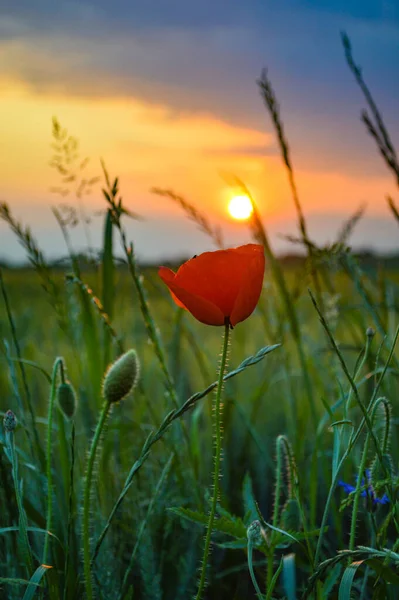 Вертикальний Знімок Червоного Маку Мальовничому Заході Сонця Розмитому Фоні — стокове фото