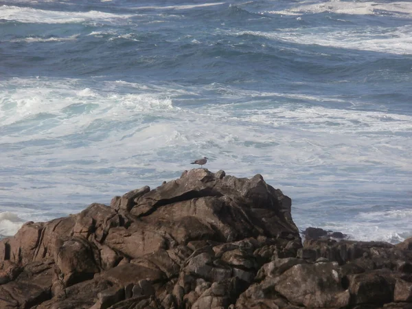 一只美丽的小鸟栖息在岩石海岸上 — 图库照片