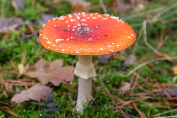 Champignon Agarique Mouche Rouge Dans Environnement Naturel — Photo