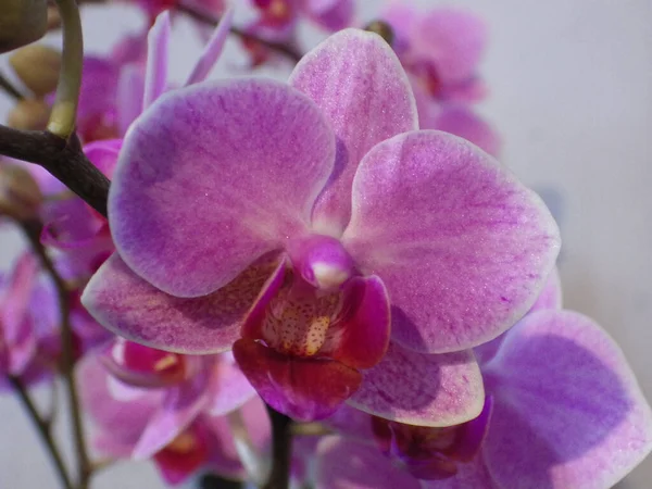 Tiro Closeup Flores Florescendo Orchid Jardim — Fotografia de Stock