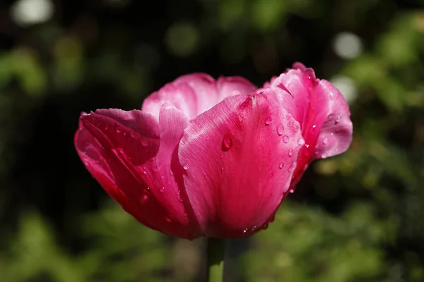 Een Close Shot Van Prachtig Bloeiende Roze Tulp Bedekt Met — Stockfoto