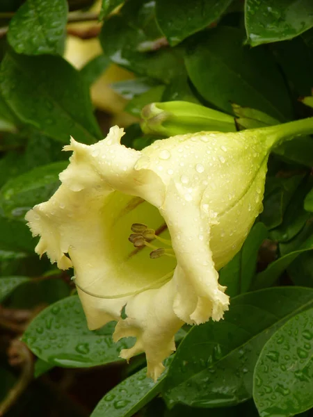 Pionowe Ujęcie Kwitnących Kwiatów Butter Cup Ogrodzie — Zdjęcie stockowe