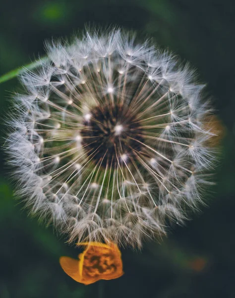 Een Verticaal Close Shot Van Een Pluizige Paardebloem — Stockfoto