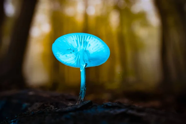 Close Foco Seletivo Cogumelo Azul Iluminado Com Uma Luz Led — Fotografia de Stock