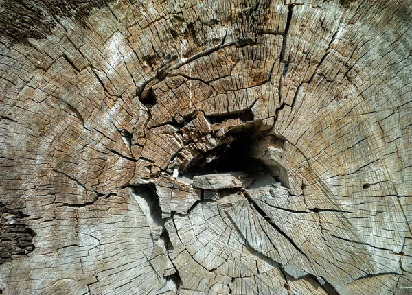 Gros Plan Anneaux Arbres Dans Une Vieille Texture Bois Altérée — Photo