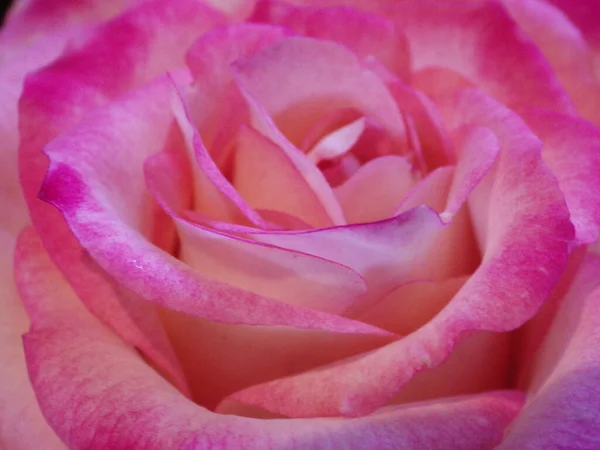 Primer Plano Una Rosa Rosada Floreciente Perfecto Para Papel Pintado —  Fotos de Stock