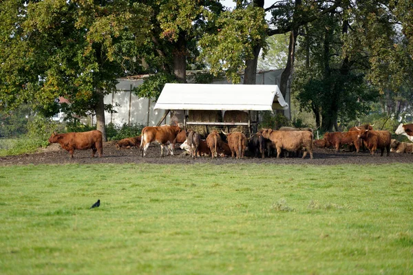 Ein Schuss Einer Gruppe Rinder Auf Dem Bauernhof — Stockfoto
