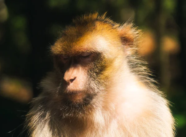 Nahaufnahme Eines Pelzigen Affen Aus Der Alten Welt — Stockfoto