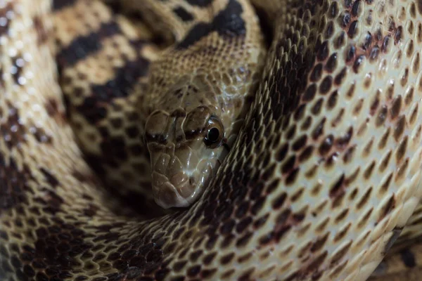 Close Uma Cobra Emaranhada Suas Bobinas Com Olhar Maligno — Fotografia de Stock