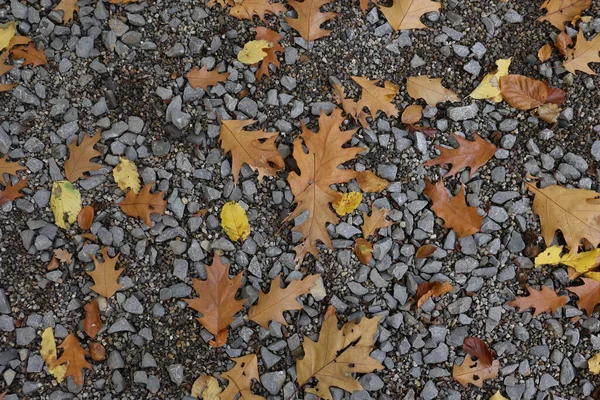Eine Aufnahme Von Umgefallenen Blättern Wald Einem Herbsttag — Stockfoto