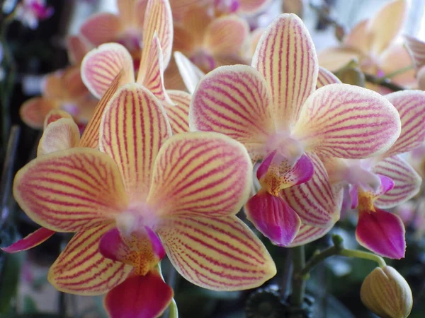 Közelkép Virágzó Orchidea Virágokról Növényzetben — Stock Fotó