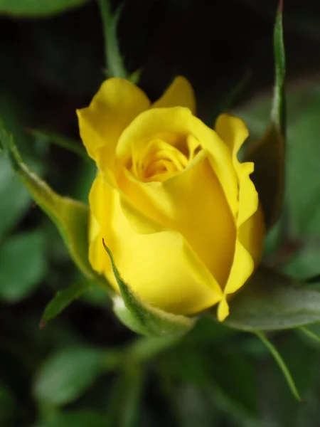 Ένα Κάθετο Κοντινό Πλάνο Ενός Ανθισμένου Κίτρινου Τριαντάφυλλου Στο Πράσινο — Φωτογραφία Αρχείου