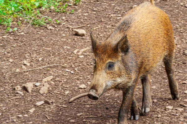 Porc Mangalica Hongrois Rouge Dans Une Exploitation Porcine — Photo