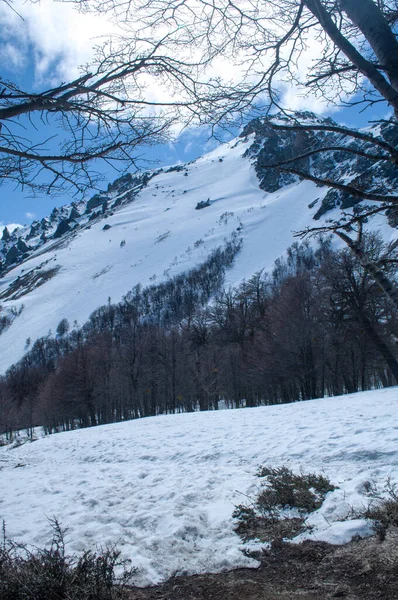一个美丽的垂直拍摄雪山边与树 — 图库照片