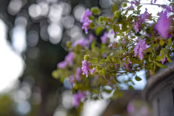 Gros Plan Fleurs Violettes Décoratives — Photo