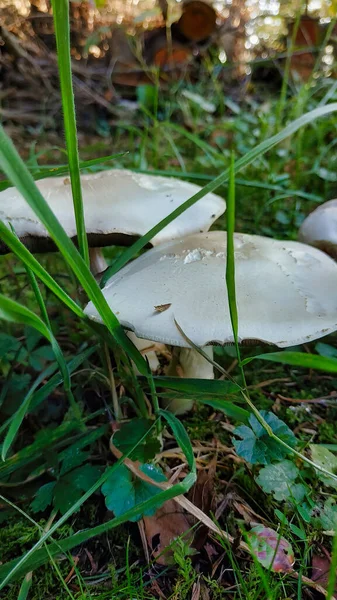 Una Inyección Vertical Champiñones Calocybe Gambosa Bosque Durante Día — Foto de Stock