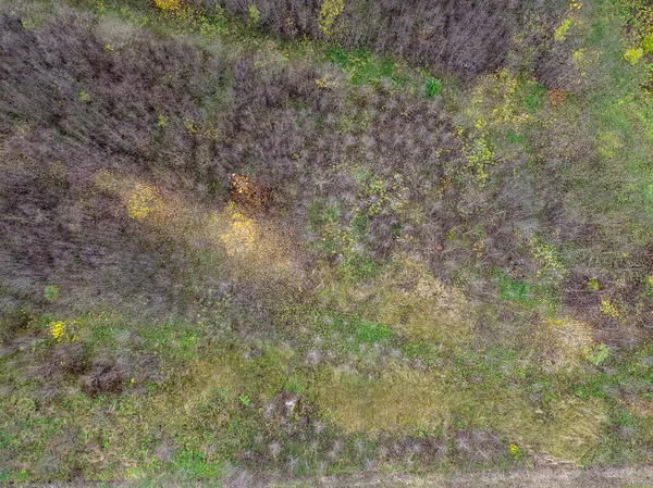 Una Vista Dall Alto Bellissimi Alberi Vicino Sentiero Sterrato — Foto Stock