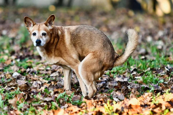 Een Close Opname Van Een Hond Het Bos — Stockfoto