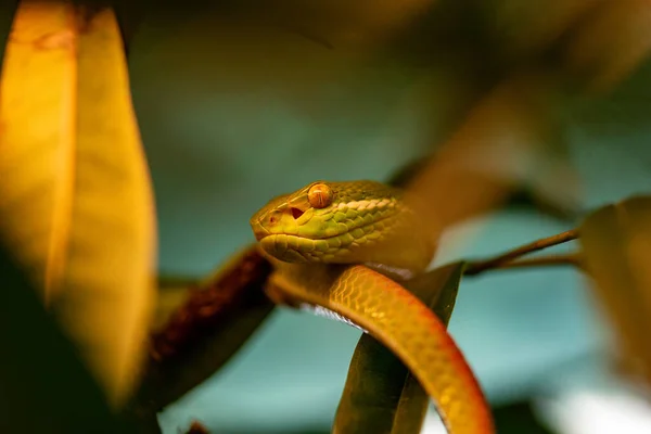 Selektivní Zaměření Jasně Žlutého Hada Skrývajícího Větvích Stromu — Stock fotografie