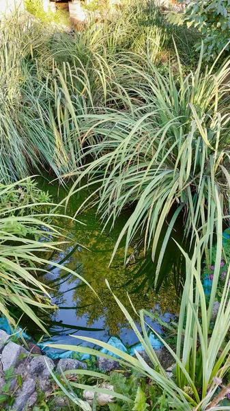 Vertical Shot Pond Surrounded Grass Sunlight — Stock Photo, Image