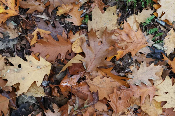 Μια Φωτογραφία Από Πεσμένα Φύλλα Στο Δάσος Μια Φθινοπωρινή Μέρα — Φωτογραφία Αρχείου