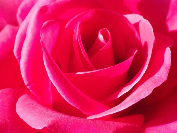 Közelkép Egy Virágzó Rózsáról Növényzetben — Stock Fotó
