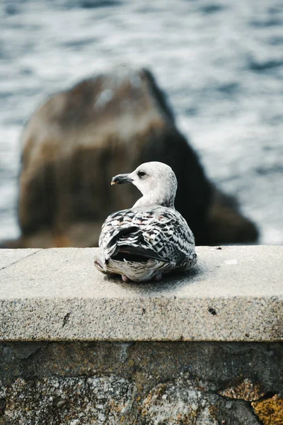 Selective Focus Shot Perched White Seagull — Stock Photo, Image