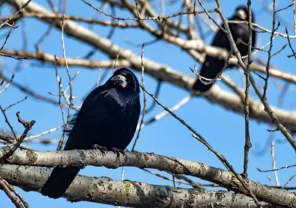 一只浅的黑鸟 以同样的姿势坐在树枝上 — 图库照片