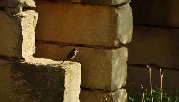 Europejski Robin Erithacus Rubecula Spoczywa Wapiennym Murze Słoneczny Zimowy Dzień — Zdjęcie stockowe