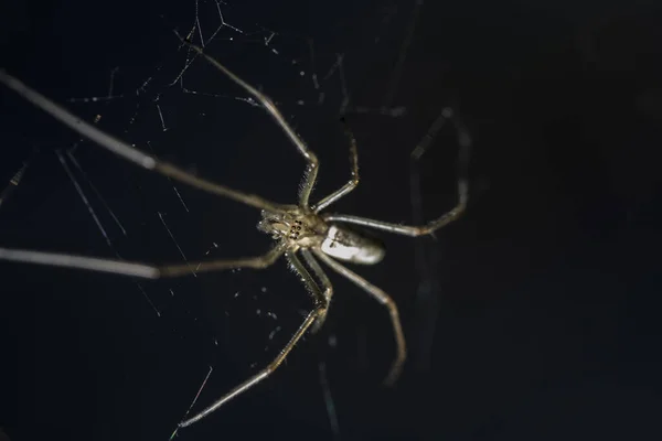 Makroaufnahme Einer Gruseligen Spinne Mit Langen Spitzen Beinen Auf Dem — Stockfoto