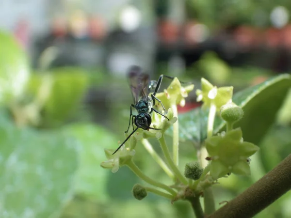 Macrodisparo Insecto Sobre Una Planta Verde — Foto de Stock