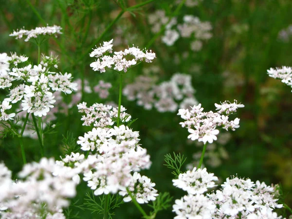 Detailní Záběr Bílých Květin Zahradě Rozmazaném Pozadí — Stock fotografie