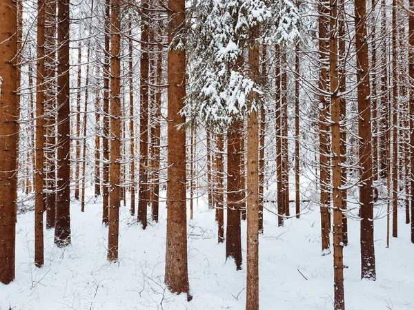 Egy Erdő Magas Fák Talaj Borított Fehér Télen Napfényben — Stock Fotó