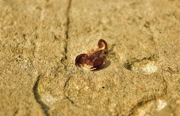 一种常见的小木蝎子 Euscorpius Sicanus 在马耳他群岛的墙上打猎 — 图库照片