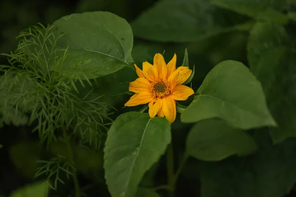 Detailní Záběr Malé Kvetoucí Slunečnice Zahradě — Stock fotografie