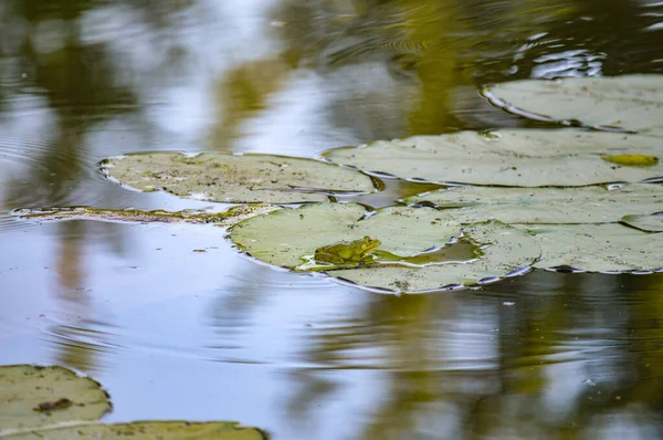 Селективный Снимок Маленькой Милой Лягушки Сидящей Зеленом Листе — стоковое фото