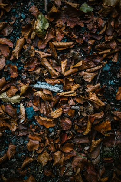 Hojas Doradas Caídas Suelo Mojadas Por Lluvia — Foto de Stock