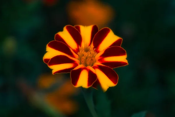 濃い赤と黄色の縞模様のマリーゴールドの花のクローズアップショット — ストック写真