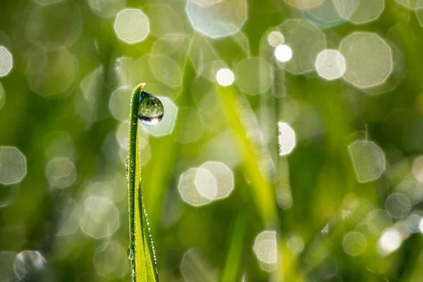 Eine Nahaufnahme Einer Feuchten Wiese Mit Morgendlichen Tautropfen Mit Bokeh — Stockfoto