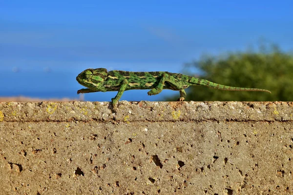 Closeup Shot Mediterranean Chameleon Keeping Its Balance Tiptoes Thin Brick — Stock Photo, Image