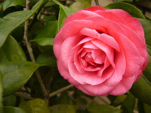 Primo Piano Fiore Camelia Rosa Che Fiorisce Giardino Botanico — Foto Stock