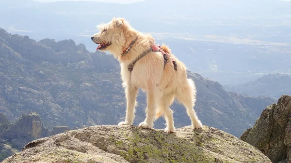 Bir Dağ Köpeğinin Koşum Takımı Taktığı Yakın Plan Bir Fotoğraf — Stok fotoğraf