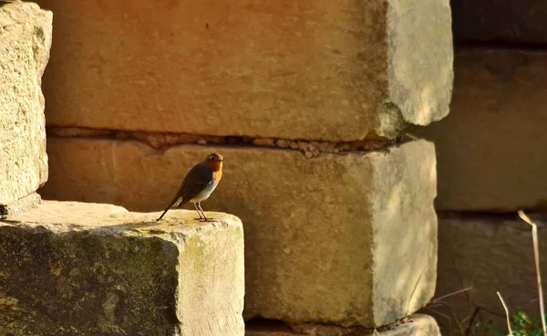 Robin Europeo Erithacus Rubecula Descansando Sobre Una Pared Piedra Caliza — Foto de Stock