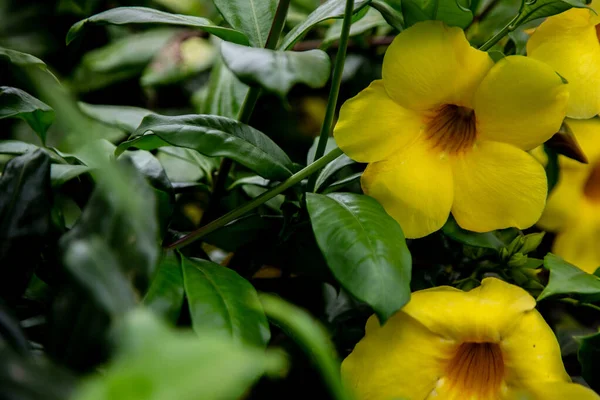 Крупним Планом Жовті Квіти Аламанда Зеленим Листям — стокове фото