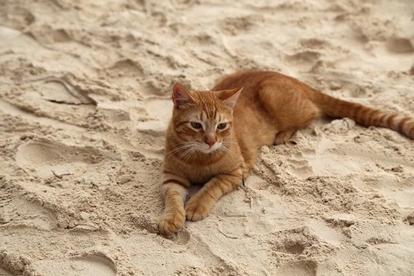 Closeup Orange Cat Lying Sandy Shore — 图库照片