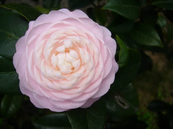 Крупним Планом Рожева Квітка Камелії Цвіте Ботанічному Саду — стокове фото