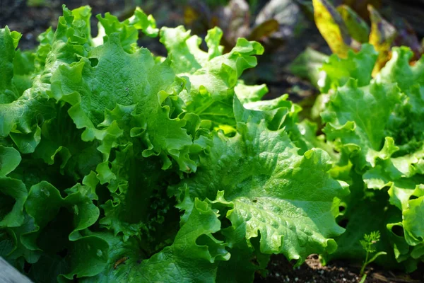 Gros Plan Laitue Verte Plantée Dans Une Ferme — Photo