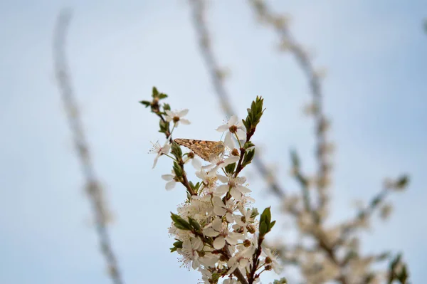 在盛开的樱花枝上选择性地拍摄蝴蝶焦点 — 图库照片
