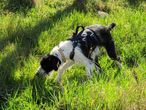 Zbliżenie Czarno Białego Psa Noszącego Uprząż — Zdjęcie stockowe