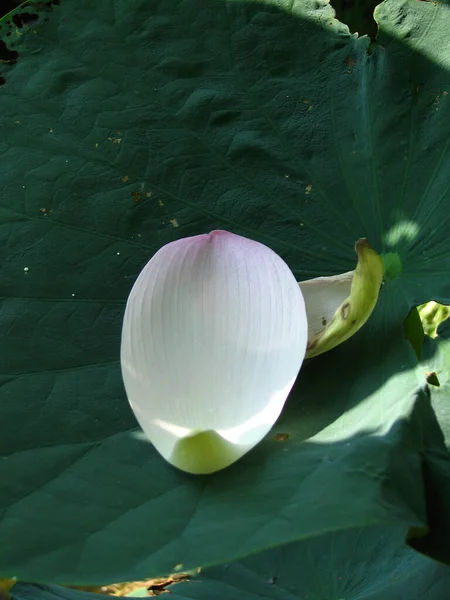 Tiro Vertical Uma Pétala Flor Lótus Florescendo Lagoa — Fotografia de Stock